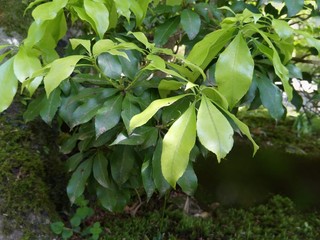 green plant in the garden