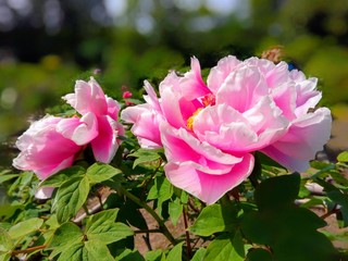 flowers in the garden