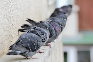 Pigeons on a building railing. City birds cuddle.