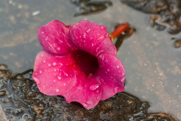 Alamanda Roxa IMG_2901