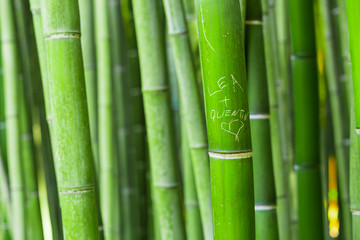 Bamboo forest with written message