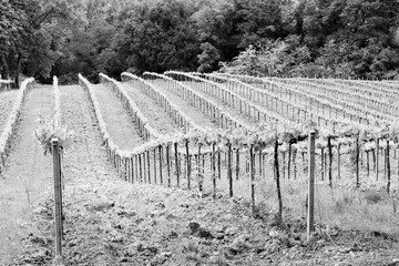 Tuscany vineyard. Retro filtered black and white tone.