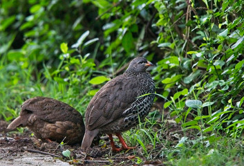 A pair of Hildebrandt's Francolin (Pternistis hildebrandti), Elsamere, Lake Naivasha, Kenya.