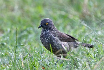 Arrow-marked Babbler (Turdoides jardineii), on the grass lawn at Elsamere, Lake Naivasha, Kenya.