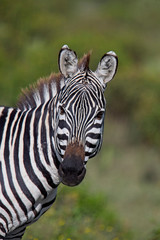 Fototapeta na wymiar Plains Zebra (Equus quagga), head profile, Lake Naivasha area, Kenya.