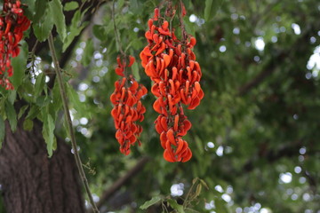 red flowers in a tree