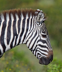 Plains Zebra (Equus quagga), head profile, Lake Naivasha area, Kenya.