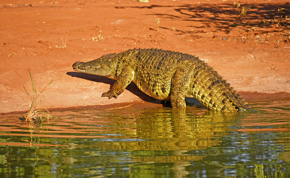Crocodile in the water in South Africa