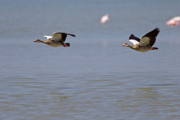 Fototapeta na wymiar Egyptian Geese (Alopochen aegyptiacus) two in flight over Lake Elementaita, Rift Valley, Kenya.