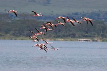 Lesser Flamingoes (Phoeniconaias minor) in flight over Lake Elementaita, Rift Valley, Kenya.