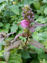 flower in the garden