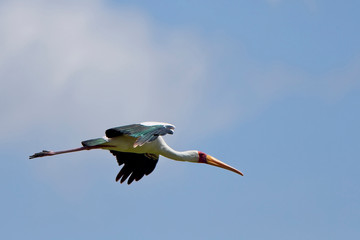 Yellow-billed Stork, (Mycteria ibis) in flight, Lake Elementaita, Rift Valley, Kenya.