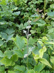 green plants in the garden