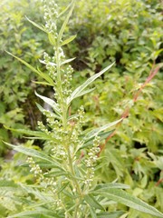 dill in the garden