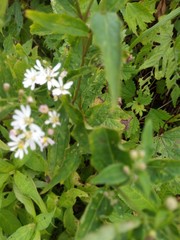 white flower in the garden