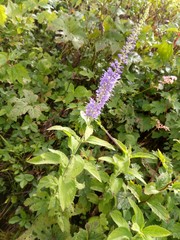 purple flowers in the garden