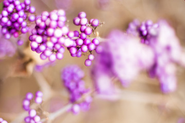 Closeup beautyberry or Callicarpa shrub in Latin with purple berries on a branch. Beautiful violet purple background. Decorative bush popular in gardening