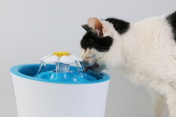 black and white cat drinks fresh water from an electric drinking fountain