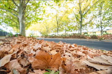 Close up of brown autumn leaves