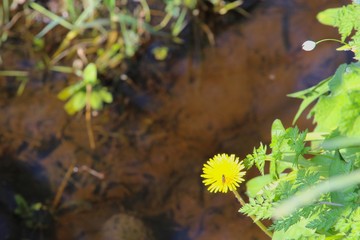 dandelion on river edge