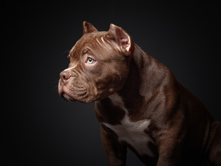 American pit bull terrier. Puppy. Dark background