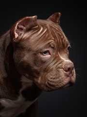 Fototapeta premium American pit bull terrier. Puppy. Dark background