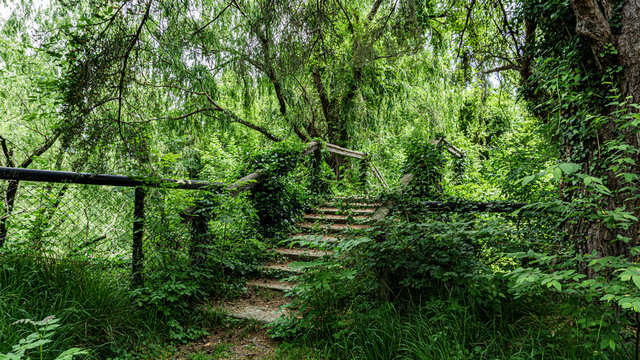 Foresta invade le strade