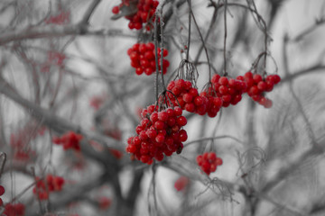 Baies rouges gelées dans l'hiver au Canada