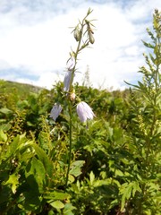 flower in the garden