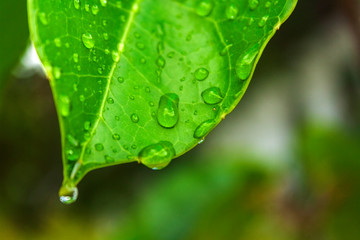 Fototapeta premium Folha Molhada IMG_2908