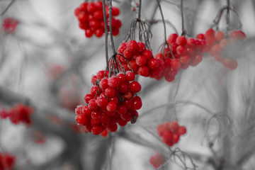 Baies rouges gel&eacute;es dans l'hiver au Canada