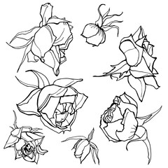 Roses hand drawing vector illustration outlines of flowers realistic botanical drawing set