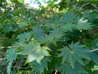 green leaves of a tree in spring