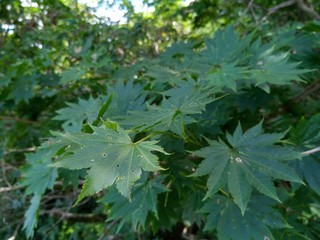 green leaves of a tree in spring