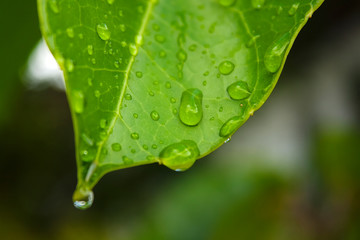 Folha Molhada IMG_2909