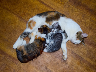 Calico cat feeding kitten milk. Breast-feeding. Kittens cat suck