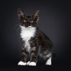 Fototapeta na wymiar Impessive black smoke with white Norwegian Forestcat kitten, standing standing side ways. Looking curious to camera with yellow eyes. Isolated on white background.