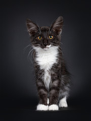 Impessive black smoke with white Norwegian Forestcat kitten, standing front view. Looking curious to camera with yellow eyes. Isolated on white background.