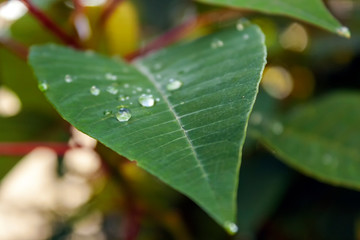 Folha Molhada IMG_2912