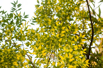 Branch nagea nagi with leaves on a bright background