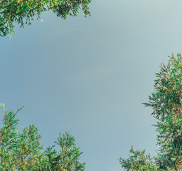 For insert text, Beautiful Trees branches, Green leaves frame on blue sky background , pattern on Chatuchak park, Bangkok, Thailand
