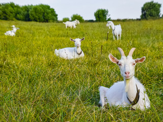 Goats grazing in the meadow