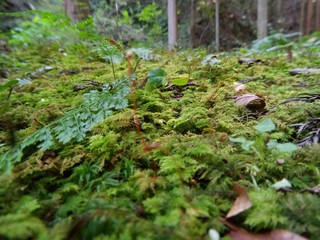 moss in forest