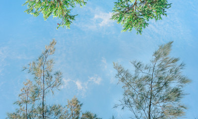 For insert text, Beautiful Trees branches, Green leaves frame on blue sky background , pattern on Chatuchak park, Bangkok, Thailand