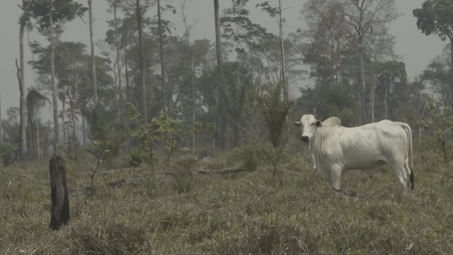 Oxen occupy a deforested farm where the Amazon forest once existed. Livestock is responsible for most of the deforestation in the biome. Par&aacute;, Brazil.