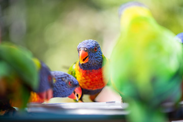 Lorikeet eating with group