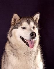 Dog breed Alaskan Malamute portrait on a black background