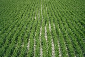 Rice cultivation, farming.