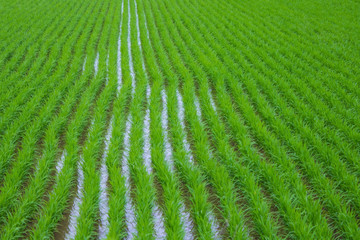 Green rice field.