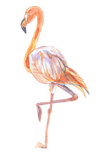 Illustration of bird-pink flamingo